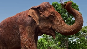 The Ramba Effect