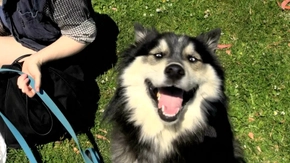 Tripawds